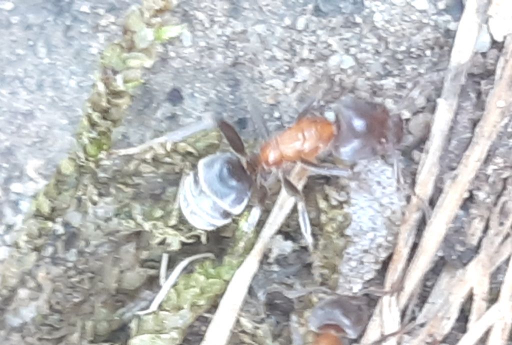 Formiche del Parco del Pollino: Lasius emarginatus